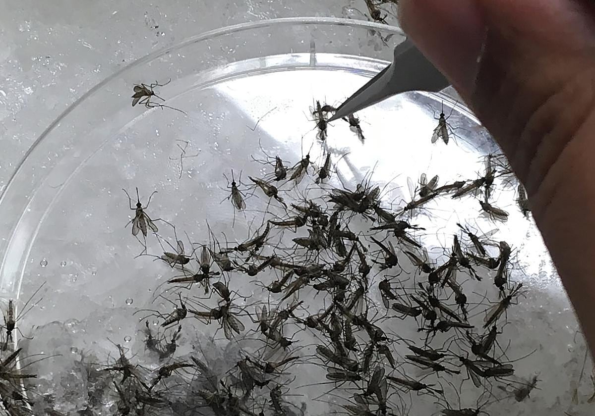 Un estudio en el que participa la UGR desvela la composición de la microbiota del mosquito principal vector del virus del Nilo