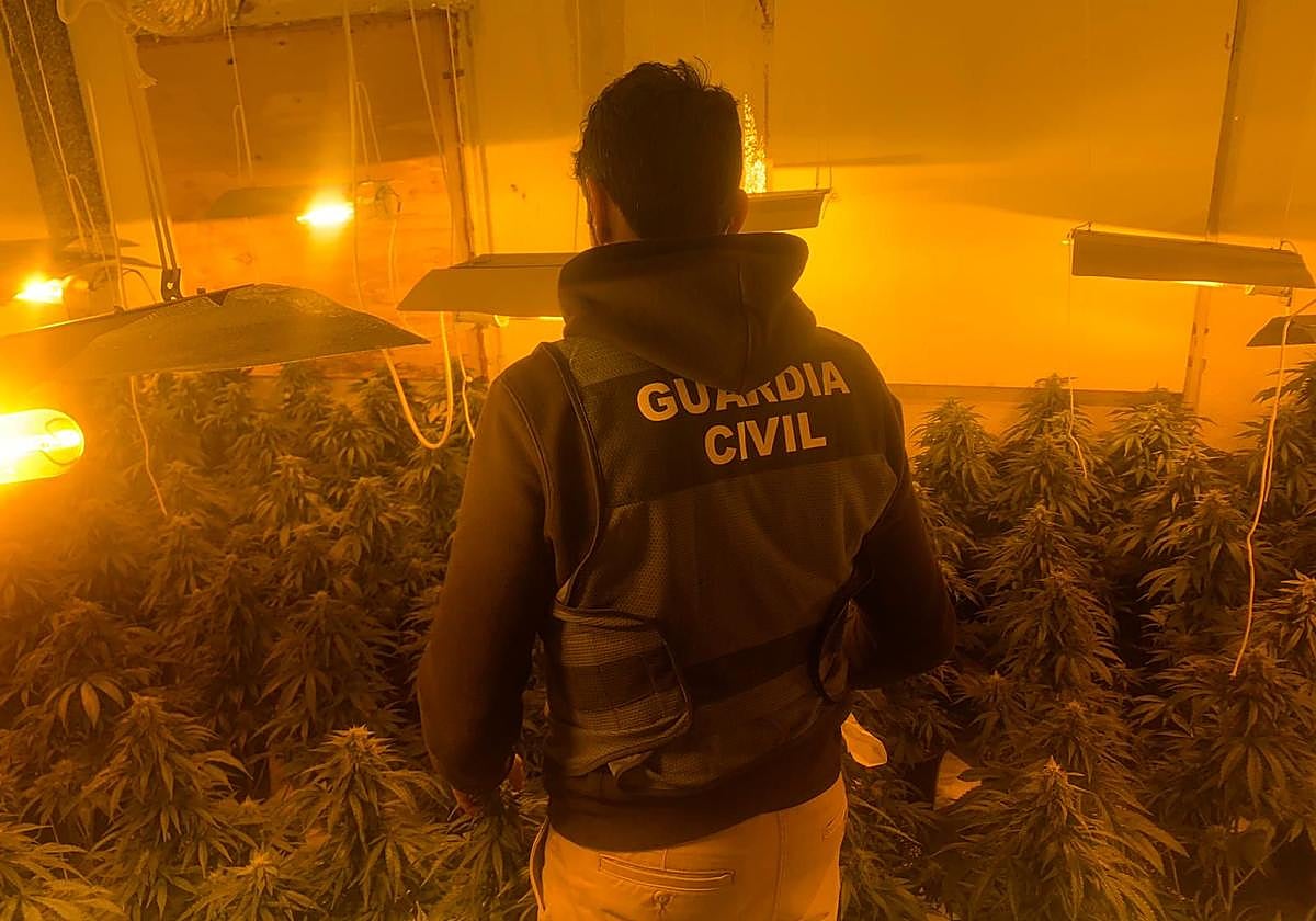 21 casas enganchadas a la luz y seis invernaderos de maría descubiertos en Pinos Puente