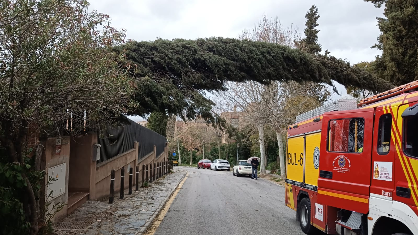 Uno de los árboles derribados por el temporal en Granada