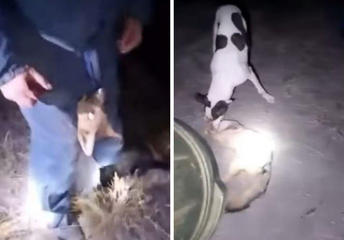 Cesan a un alcalde pedáneo de la provincia de Granada por difundir en WhatsApp el vídeo de la brutal agresión a un zorro