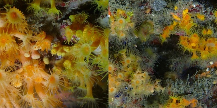 Descubren dos nuevas especies marinas en Castell de Ferro tras años de investigación