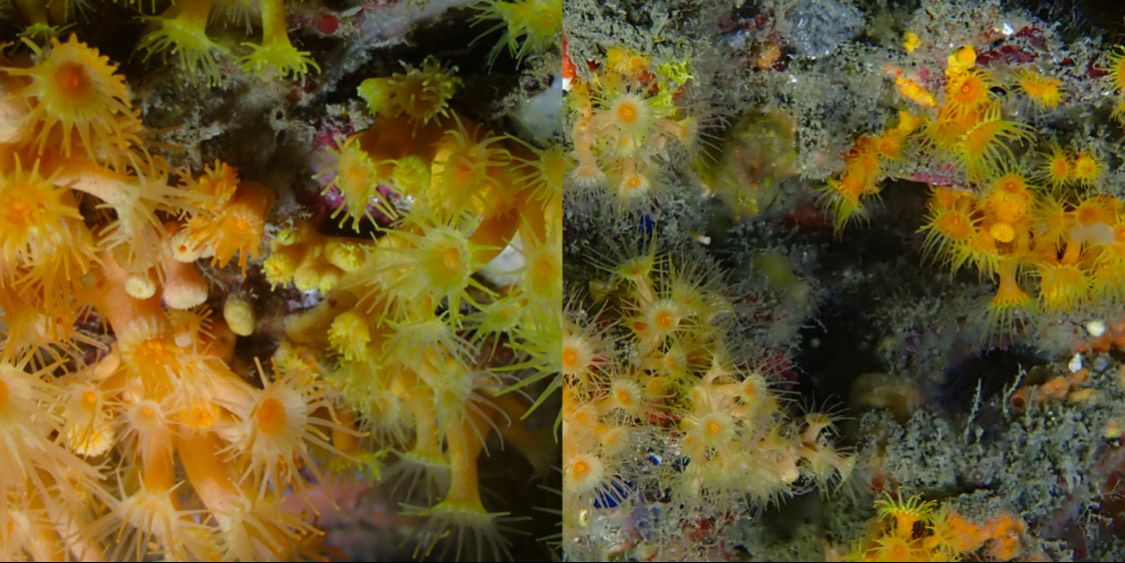 Detalles de P.axinellae junto a P.brevitentacularis en Castell de Ferro.