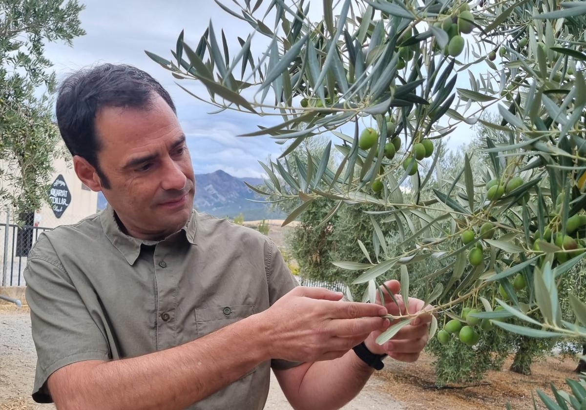 El jefe de una almazara desvela si va a bajar el precio del aceite de oliva por las lluvias