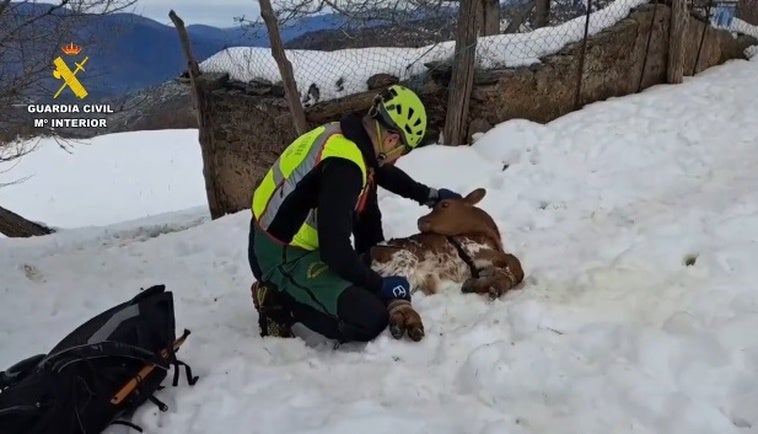 S.O.S de un pastor de Granada para que la Guardia Civil rescate a sus animales atrapados por la nieve