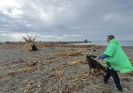 Un vecino pasea a su perro entre las cañas.