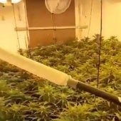 Plantación de marihuana en la vivienda de El Puche.