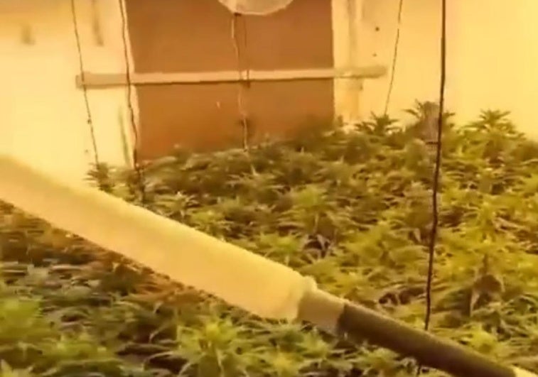Plantación de marihuana en la vivienda de El Puche.