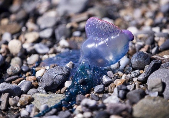 Medusas carabela portuguesa.