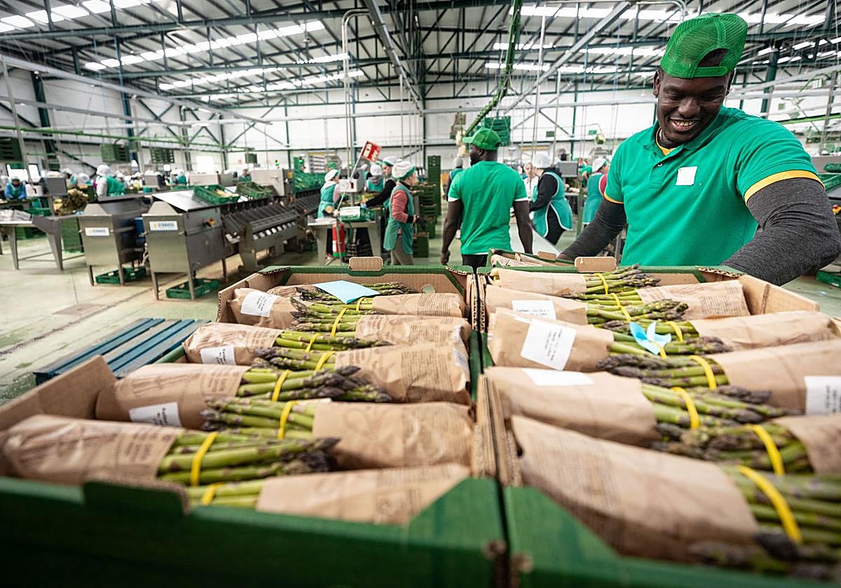 Imagen principal - Trabajadores manipulando espárrago en Los Gallombares.