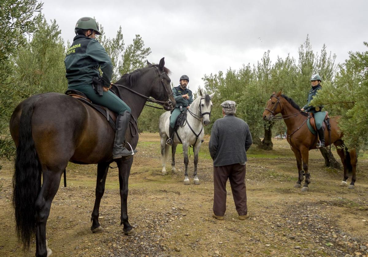 Dispositivo durante la recolección de la aceituna en Jaén.