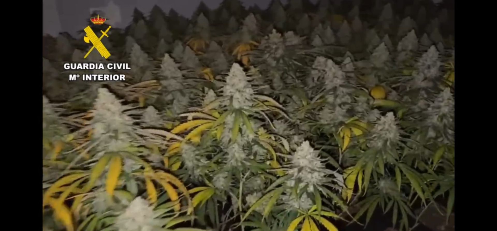 Macrooperación contra el tráfico de drogas y armas en el Bajo Adarax