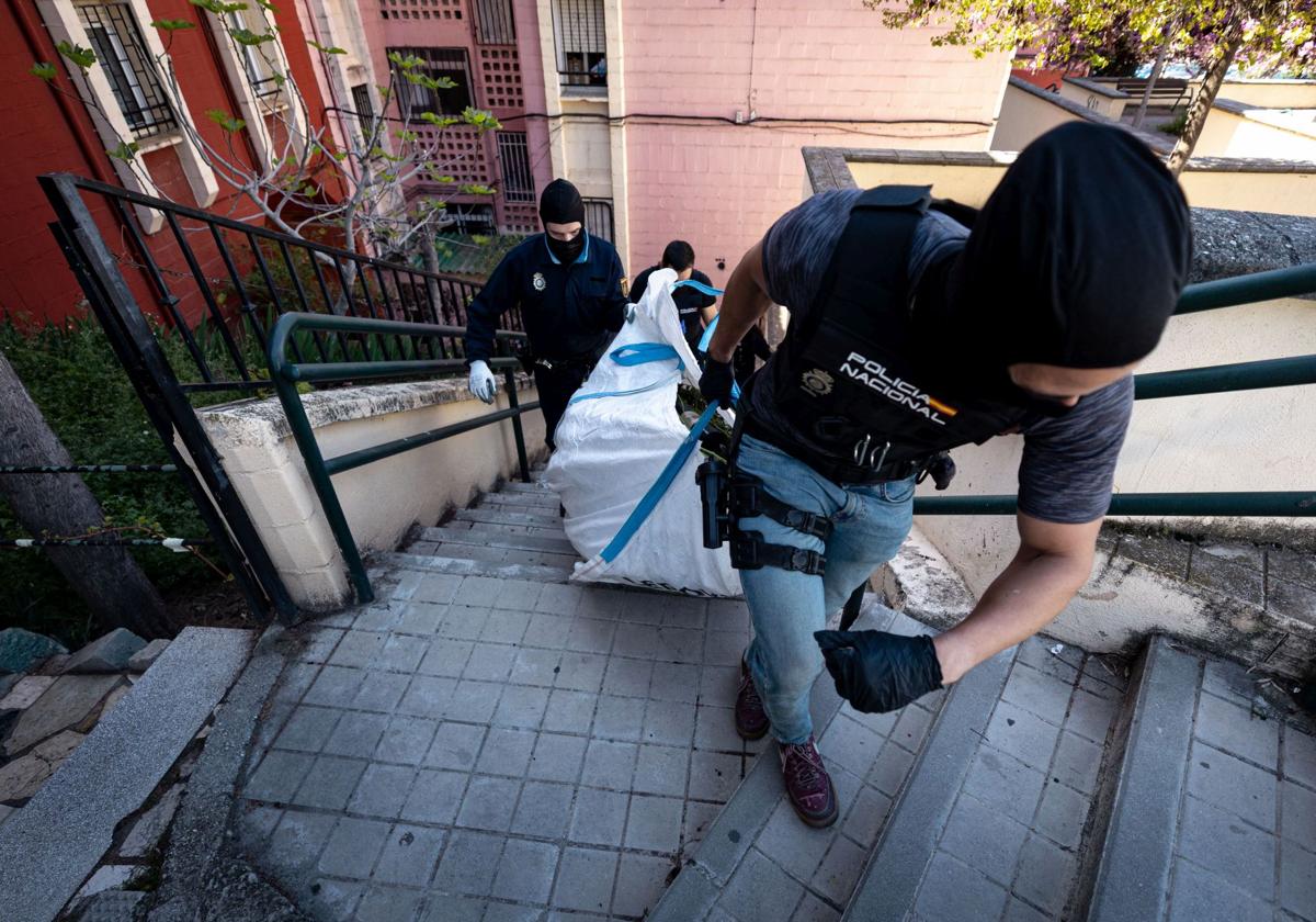Incautan 600 plantas de marihuana en cuatro registros en casería de montijo | ideal