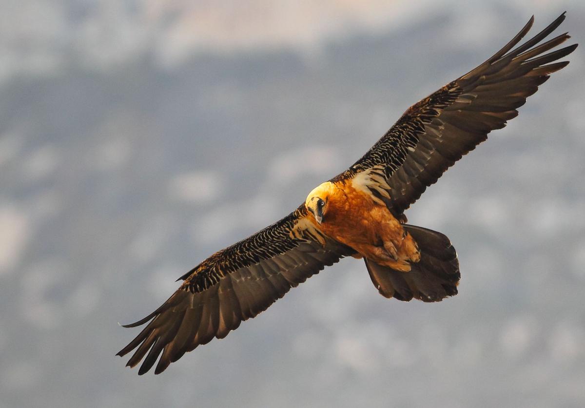 El quebrantahuesos remonta el vuelo tras 30 años del inicio del proyecto de reintroducción | ideal