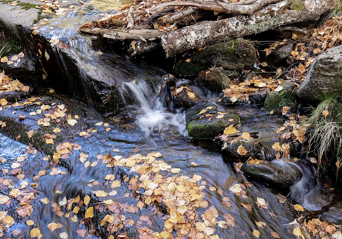 La belleza como protesta