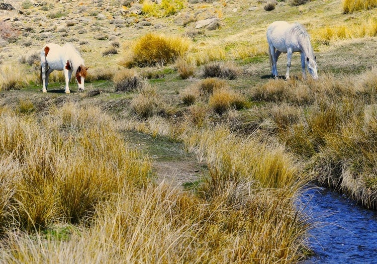 Las acequias centenarias que se nutren de los deshielos de Sierra Nevada