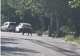 La familia de jabalíes en la urbanización El Serrallo.