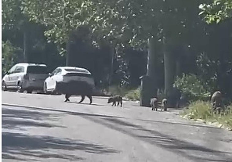 La familia de jabalíes en la urbanización El Serrallo.
