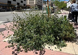 Estado de abandono en las calles de la capital.