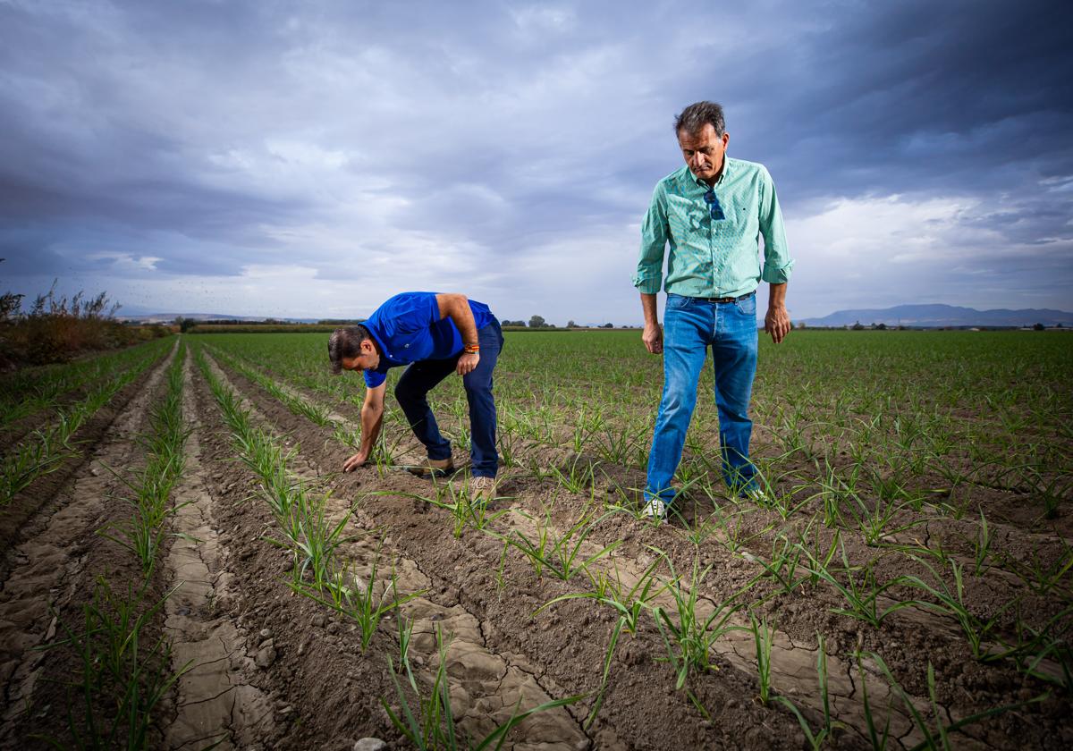Los regantes piden un decreto de sequía que ayude a paliar las pérdidas por la falta de agua | ideal