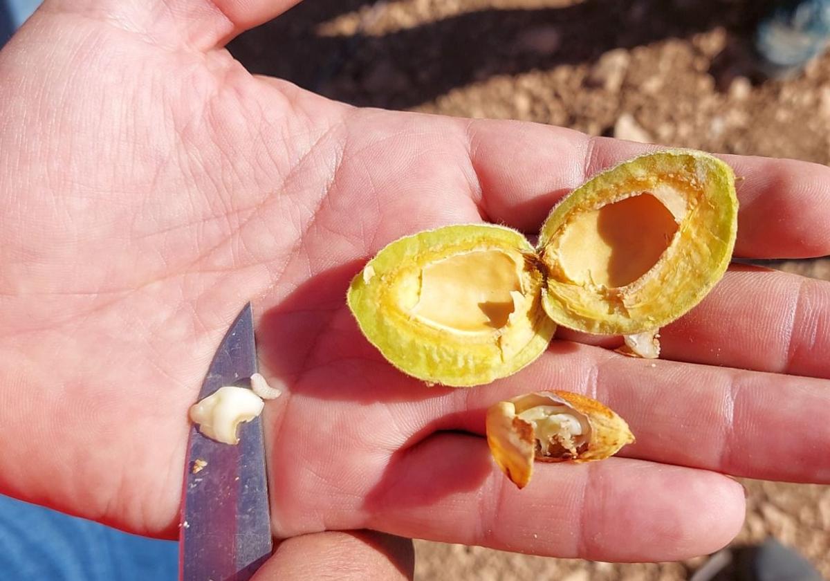 La plaga de la avispilla de la almendra afecta a 5.200 hectáreas en Orce, Galera y Cúllar