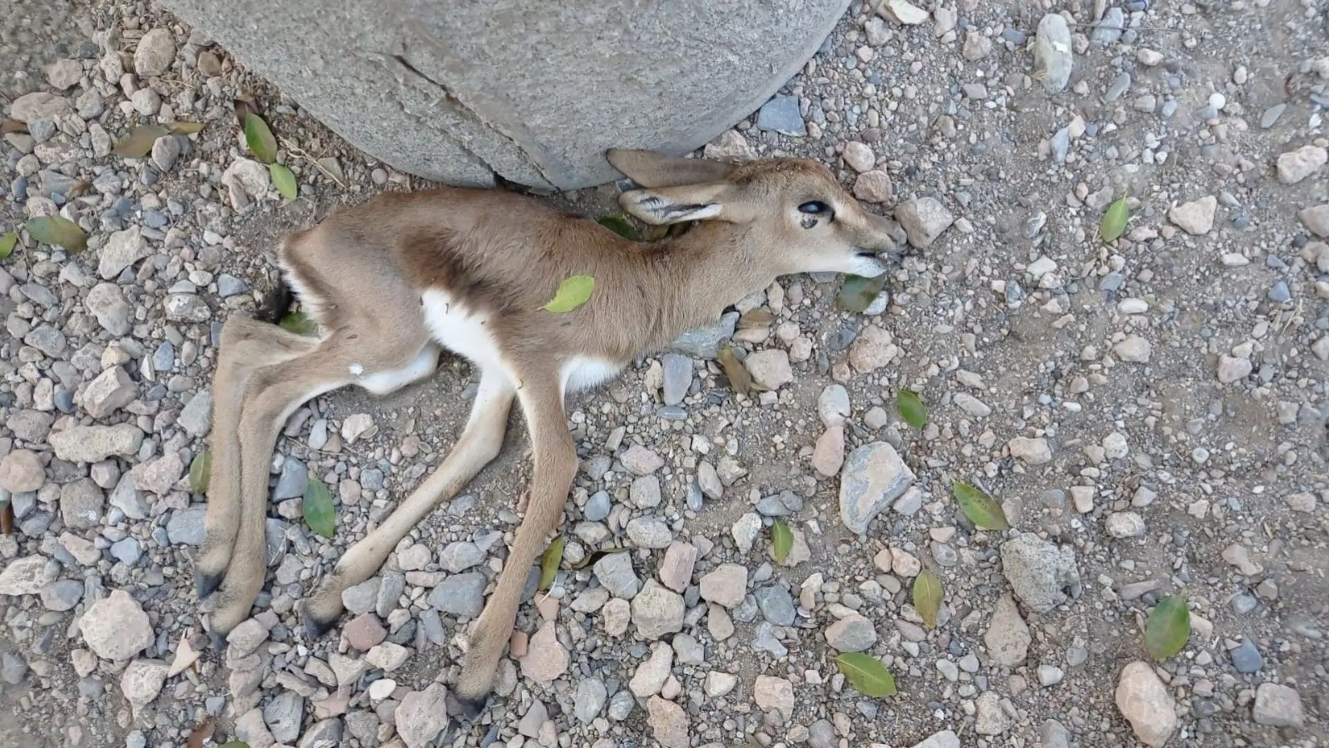 Uno de los animales muertos el año pasado en Almería.
