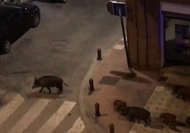 Unos jabalíes de ruta por Granada obligan a la Policía a intervenir.