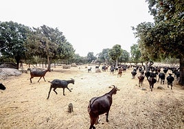 Un rebaño de cabras, triscando por el campo.