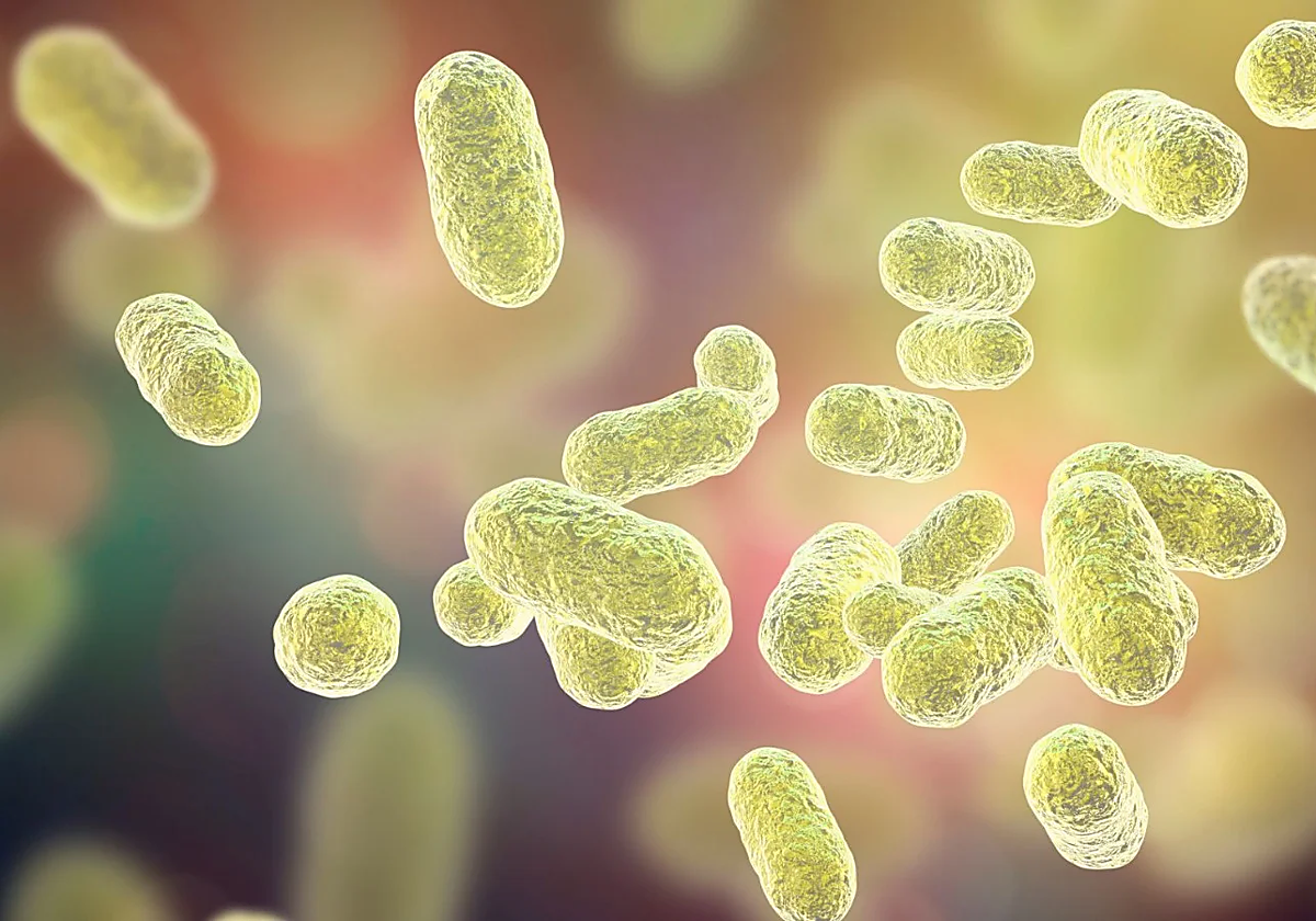 ¿Qué son Campylobacter y E. coli? Las dolorosas bacterias que han intoxicado a 11 médicos de Torrecárdenas