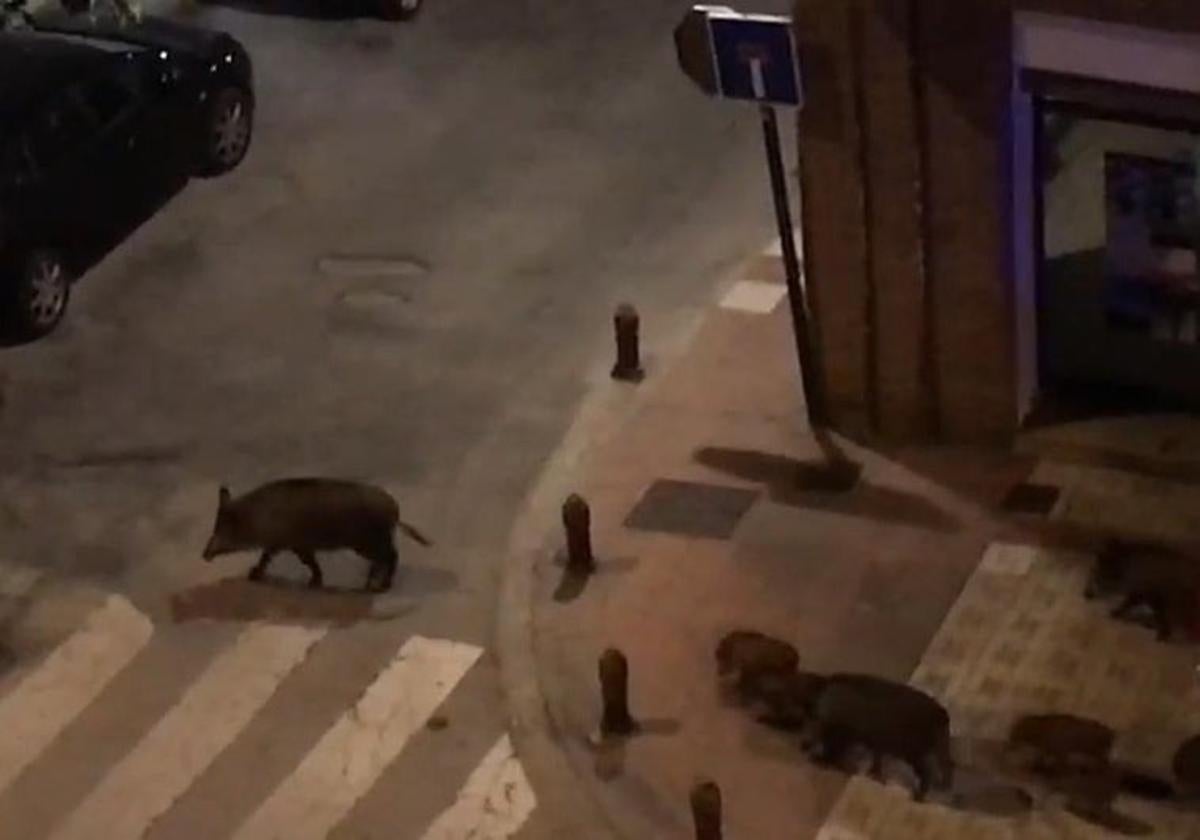 El aviso de la policía local de granada tras las constantes visitas de una familia de jabalíes | ideal