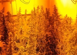 Plantación de marihuana en la vivienda de Iznalloz.