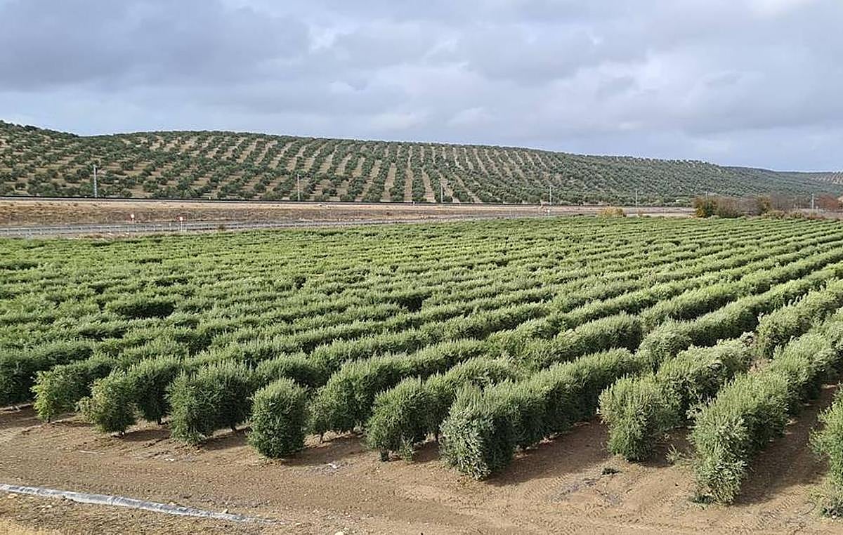 Imagen de archivo del olivar.