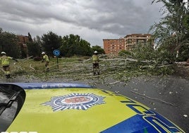 Árbol de 20 metros caído en Granada.