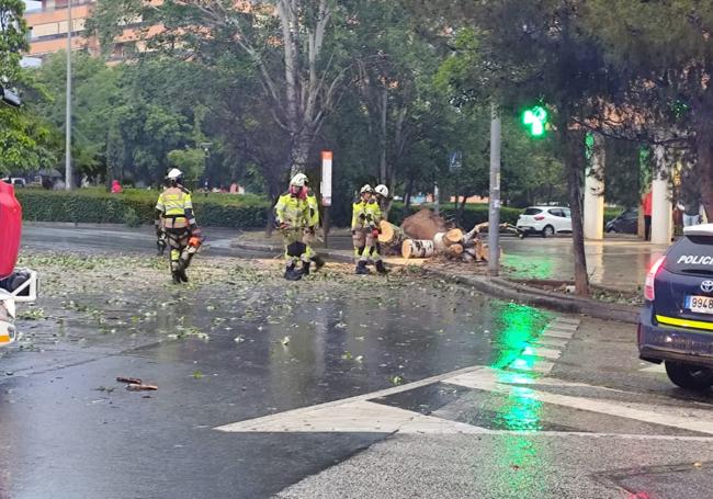 Bomberos de Granada tras cortar y retirar el árbol.