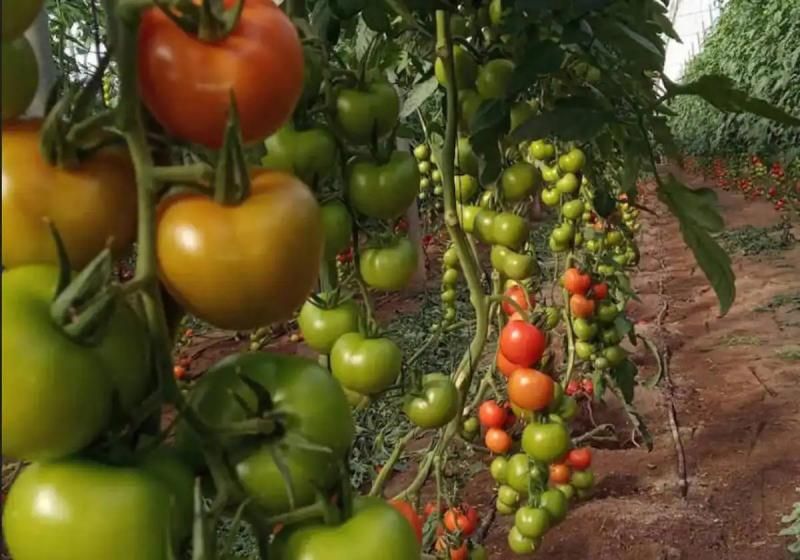 El agro almeriense, el más eficiente: 27 litros de agua para un kilo de tomate | Ideal