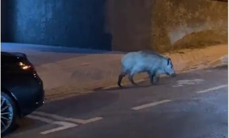 Dos nuevos jabalíes de gran tamaño alertan a los vecinos del Serrallo