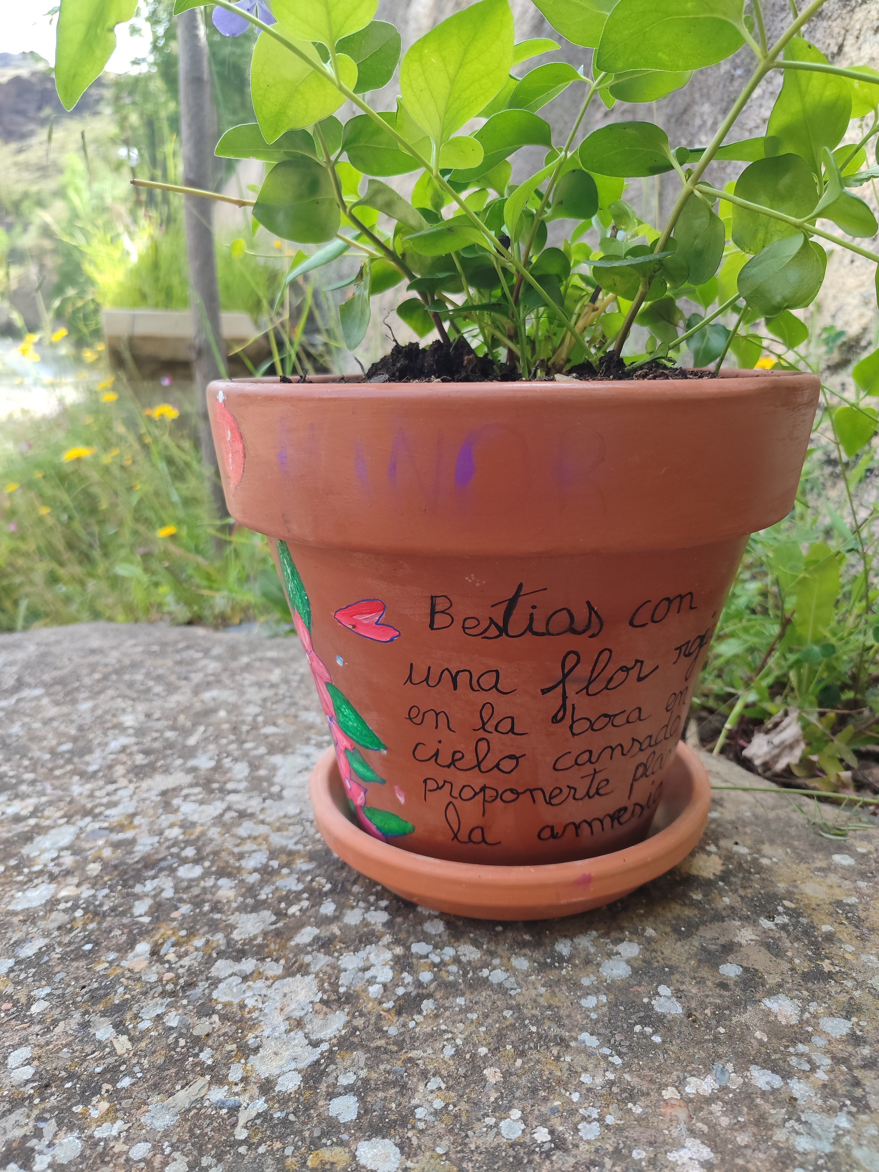 La ruta literaria de flores y poemas de Velefique, en imágenes