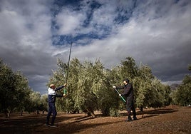 Jornaleros varean un olivo en Andalucía.