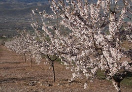 Alrededor de 2.000 agricultores están afectados.
