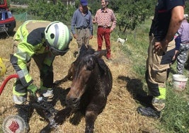 Los Bomberos atienden al mulo tras rescatarlo.
