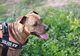 Los perros deben llevar un arnés para la práctica del canicross.