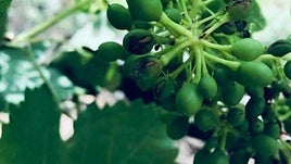 Una joya de la viticultura granadina