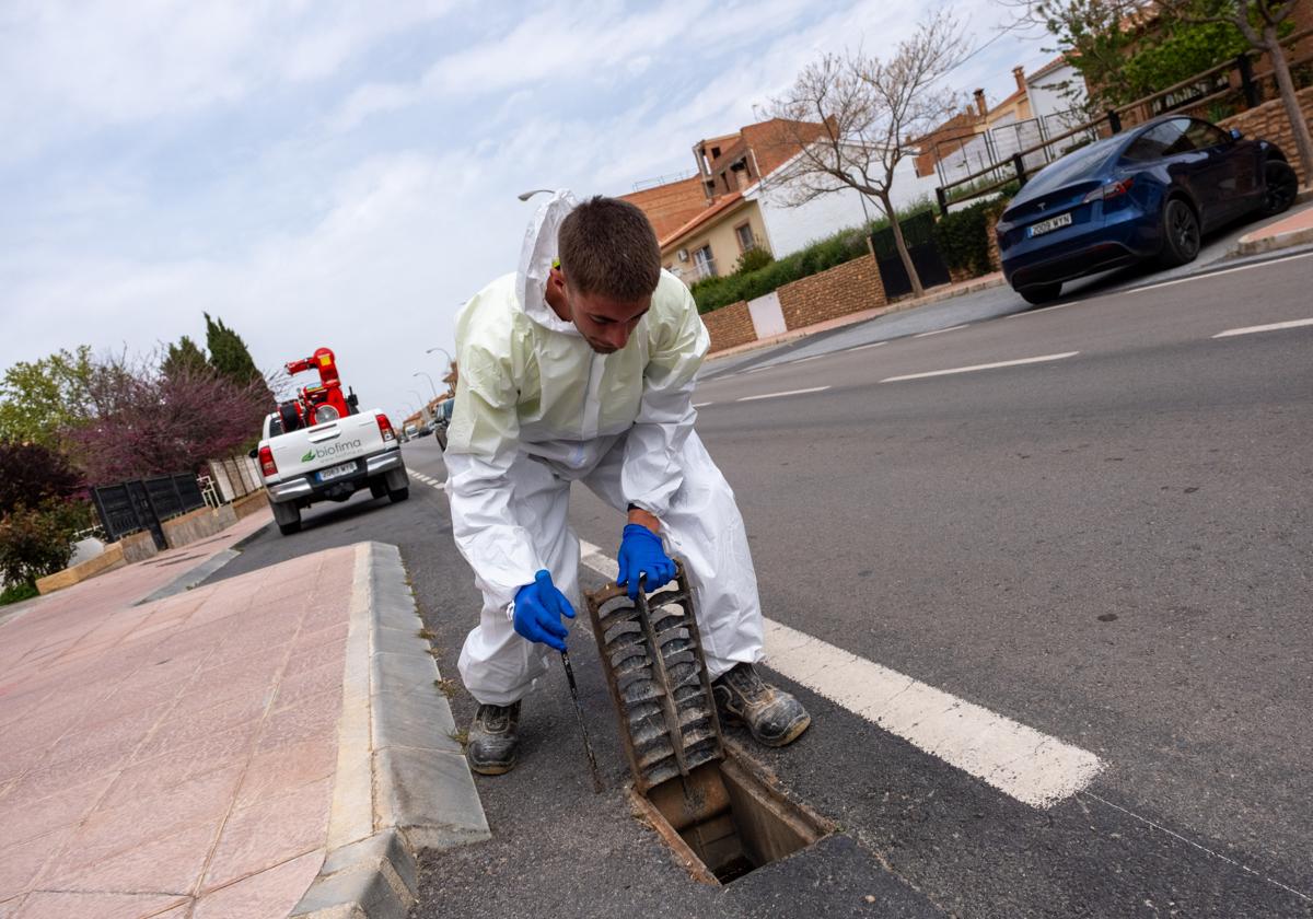 Las lluvias y el calor disparan el riesgo de propagación del virus del Nilo este verano | Ideal