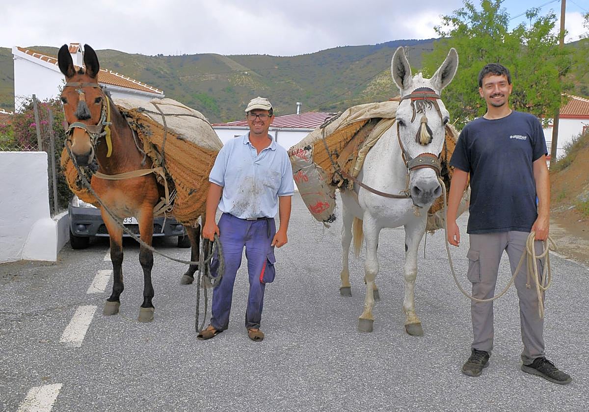 El último mulero de un pueblo de Granada que perdura la tradición