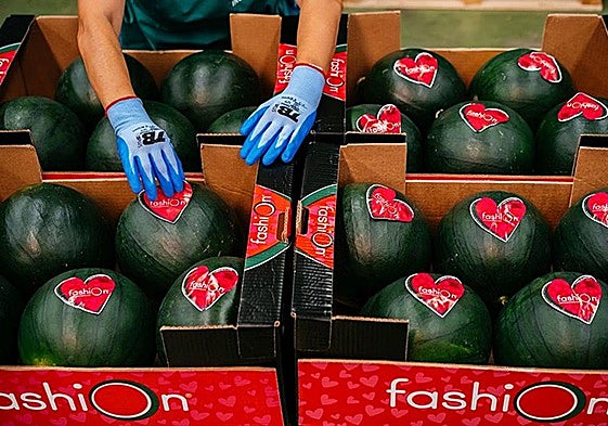 Negra o blanca, lo que busca el consumidor en una sandía es que sea de calidad.
