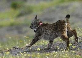 El lince ibérico es una especie protegida cuyo hábital natural son montes y sierras.