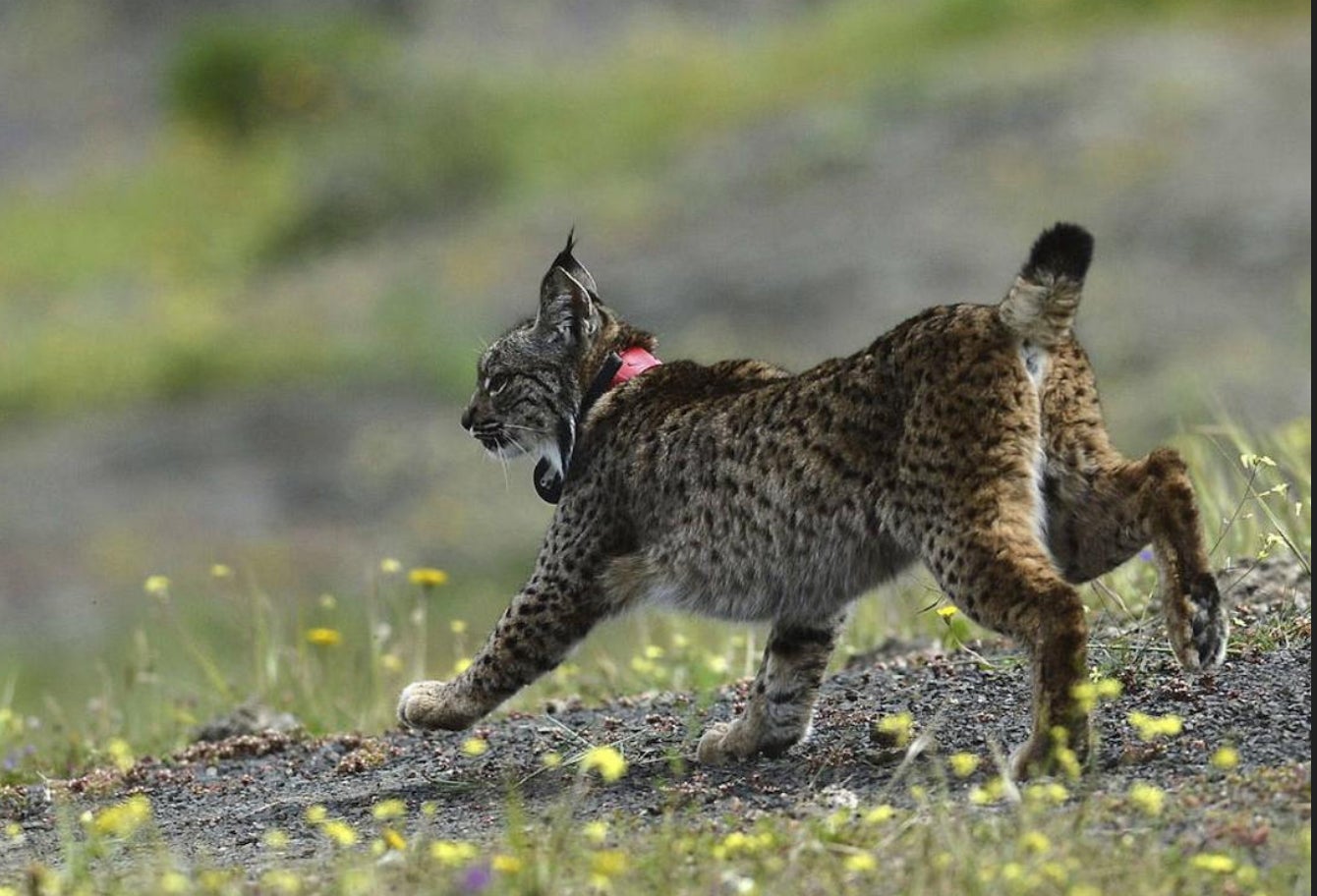 El lince ibérico es una especie protegida cuyo hábital natural son montes y sierras.