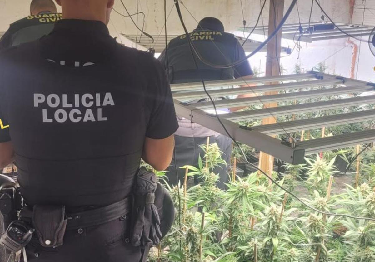 Más de 1. 100 plantas de marihuana intervenidas y seis investigados en maracena | ideal