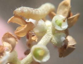 La polilla del oliva (Prais Oleae) en su fase de larva.