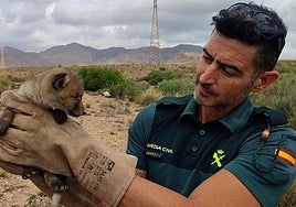 La Guardia Civil rescata a un zorro atrapado en las obras del AVE en Níjar