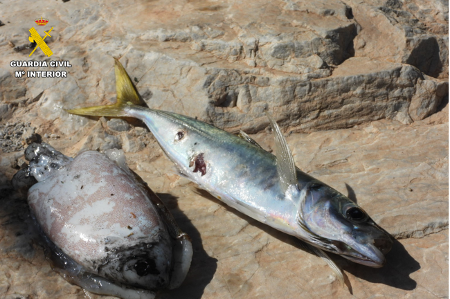 Cebo vivo empleado por uno de los pescadores furtivos sorprendidos el domingo por la Guardia Civil en la Punta de la Mona.